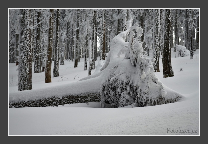 V lese pod Jezerní horou, Šumava