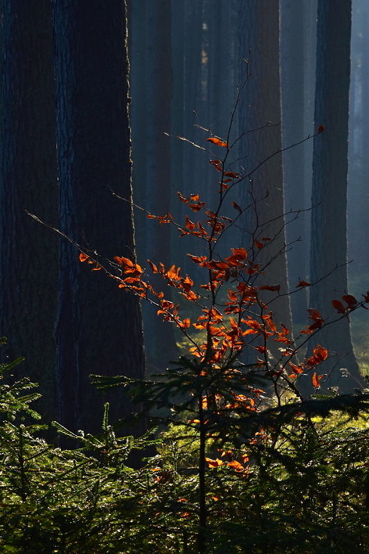28. Podzimní barvy lesa, jak je miluji, Brdy