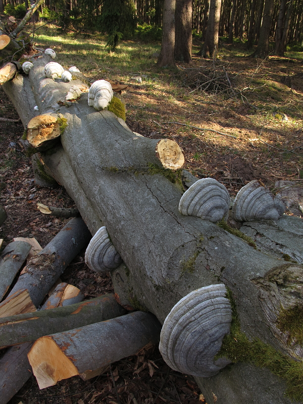 34. Choroše na padlém stromu, Brdy