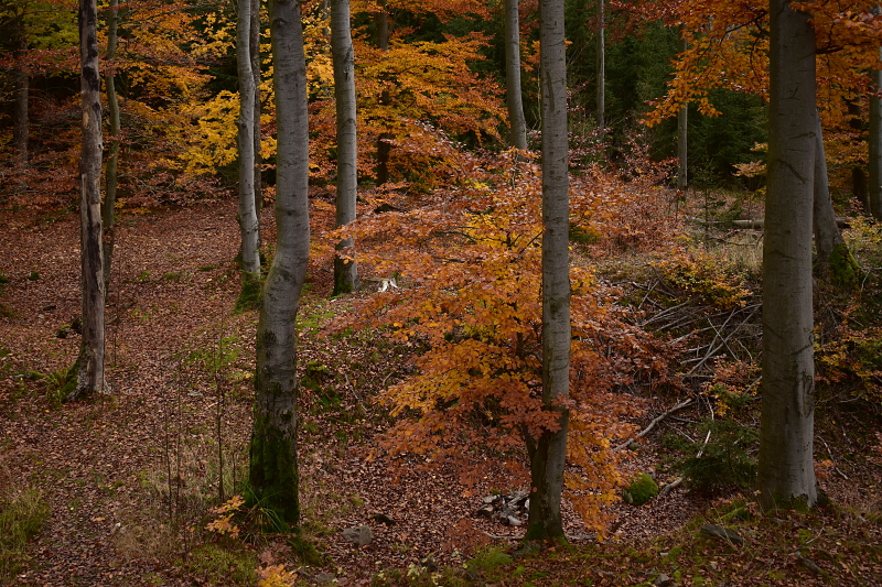 53, Podzimní les, Brdy
