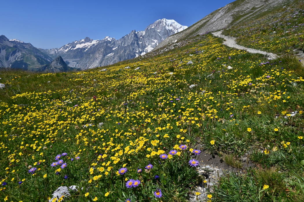 27_Pohádkově_rozkvetlé_louky_nad_Col_Sapin